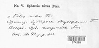 Cytospora nivea image